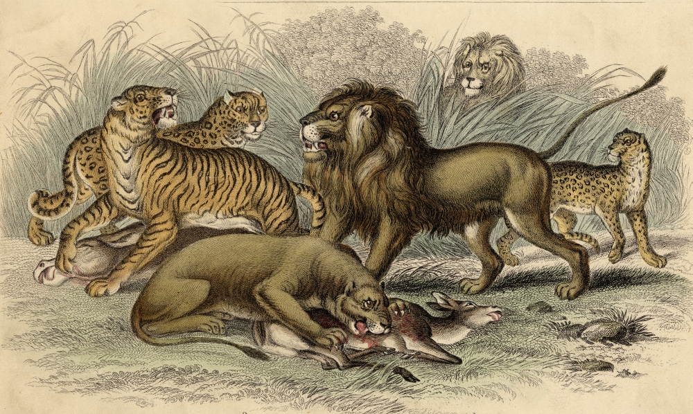 1 Asiatic Lion 2 Lioness 3bengal Tiger 4leopard 5jaguar 19th Century Engraving Drawn By J Stewart Engraved B Poster Print, Large - 38 X 22