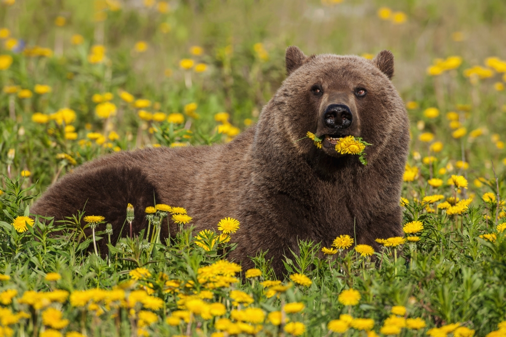 A Brown Bear Forages On Dandelions Tatshenshini-alsek Park Accessible From The Haines To Haines Junction Section 1 Poster Print - 19 X 12 In.