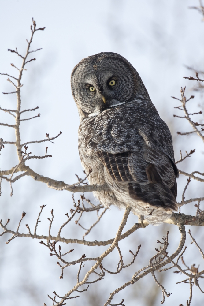 Dpi2274863 Close Up Of A Great Gray Owl Perched In A Tree Anchorage Southcentral Alaska Winter Poster Print, 11 X 17