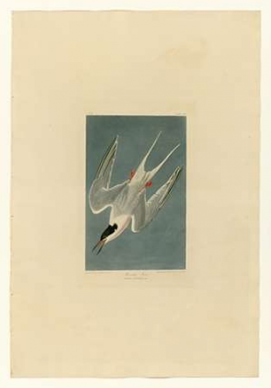 Pdxjja240small Roseate Tern Poster Print By John James Audubon, 10 X 14 - Small
