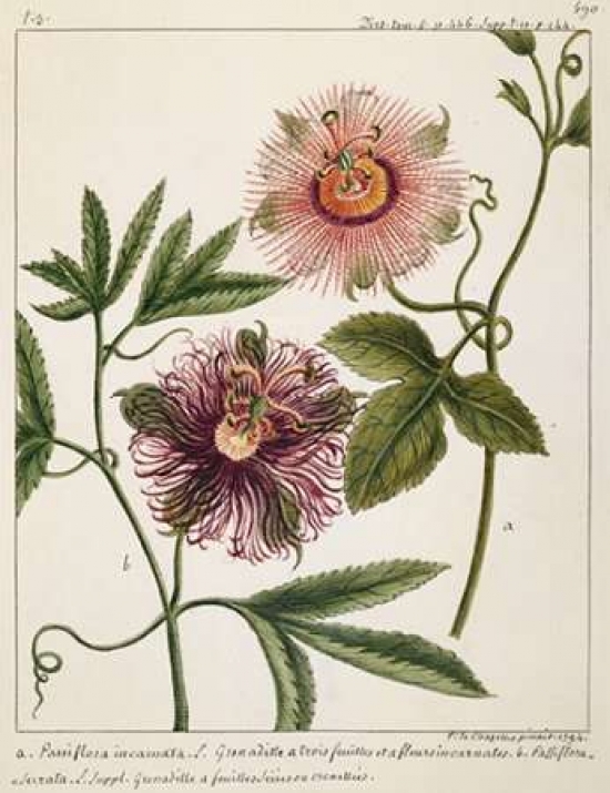 Pdxlc02lsmall Passiflora Incarnata Poster Print By Laurent Chazelles, 11 X 14 - Small