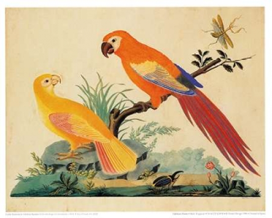 Pdxcar01large Two Parrots Poster Print By Carlo Raineri, 20 X 24 - Large