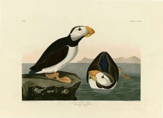 Pdxjja293large Large Billed Puffin Poster Print By John James Audubon, 18 X 24 - Large