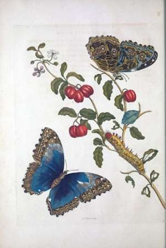 Pdxsm08small Tropical Fruit Butterflies Plate 2 Poster Print By Sybilla Merian, 12 X 18 - Small