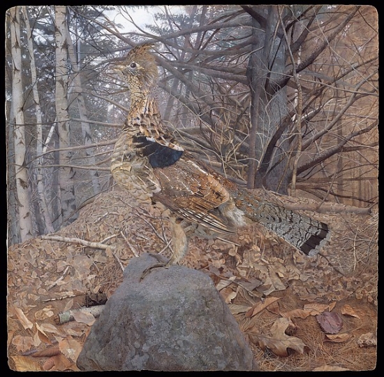 Met480641 Male Ruffed Grouse In The Forest Poster Print By Gerald Thayer, American 1883 1939, 18 X 24