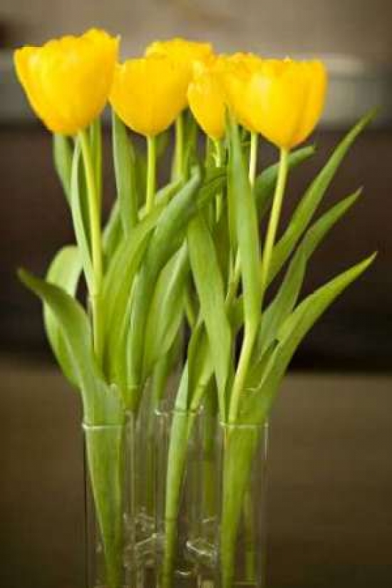 Yellow Tulips Poster Print By Karyn Millet, 12 X 18 - Small