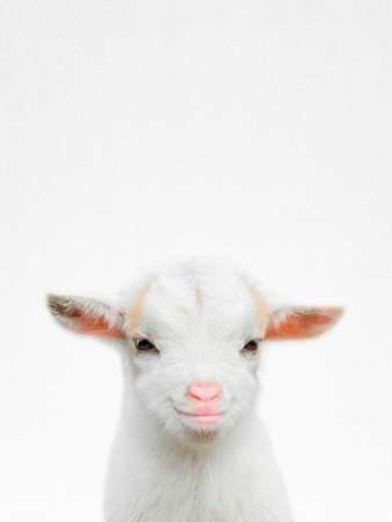 Pdxt524dsmall Baby Goat Poster Print By Tai Prints, 9 X 12 - Small
