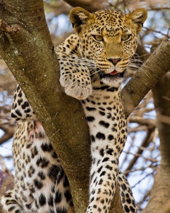 Pddaf45rbe0092b Africa. Tanzania. Leopard In Tree At Serengeti Np Poster Print By Ralph H. Bendjebar, 14 X 17