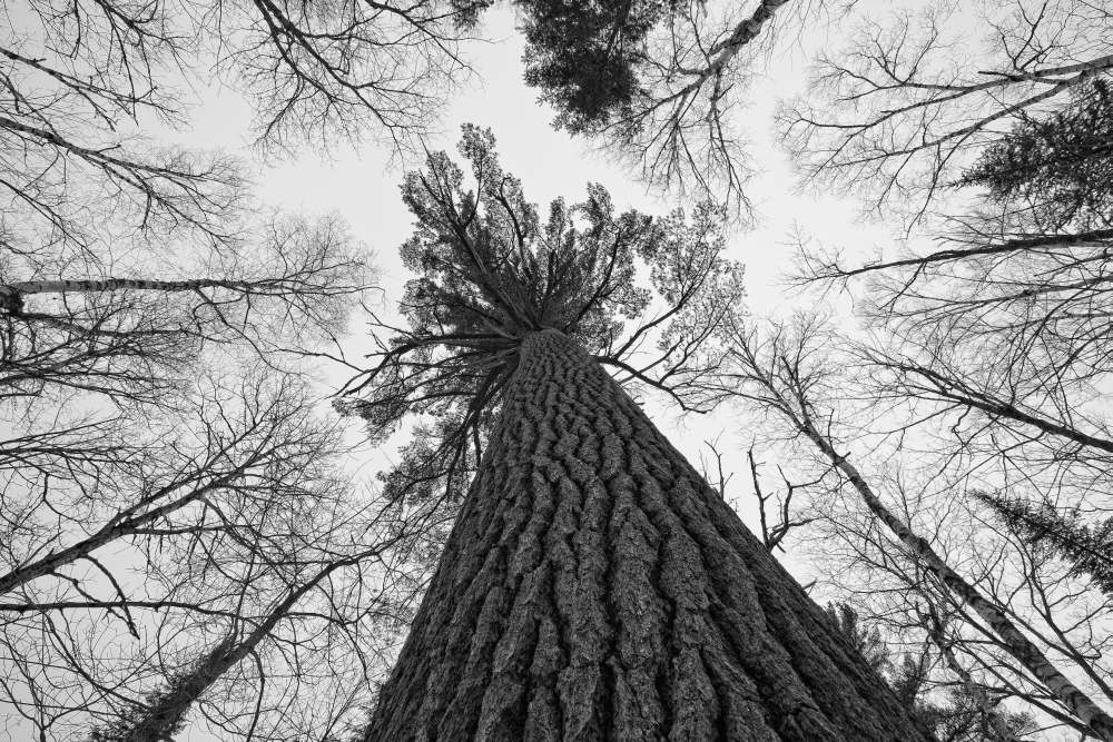 Dpi2037943 Black & White Image Of A Large White Pine In Algonquin Park Ontario Poster Print, 17 X 11