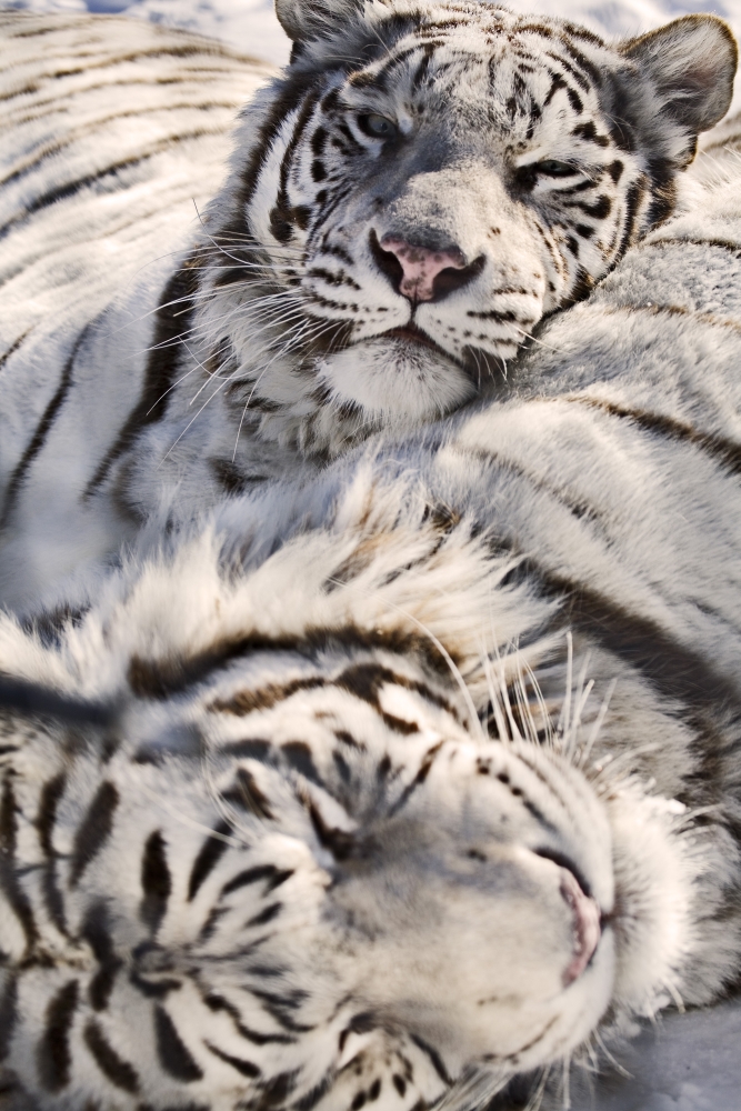 Dpi2054203 White Bengal Tigers Forestry Farm Saskatoon Saskatchewan Poster Print, 11 X 17