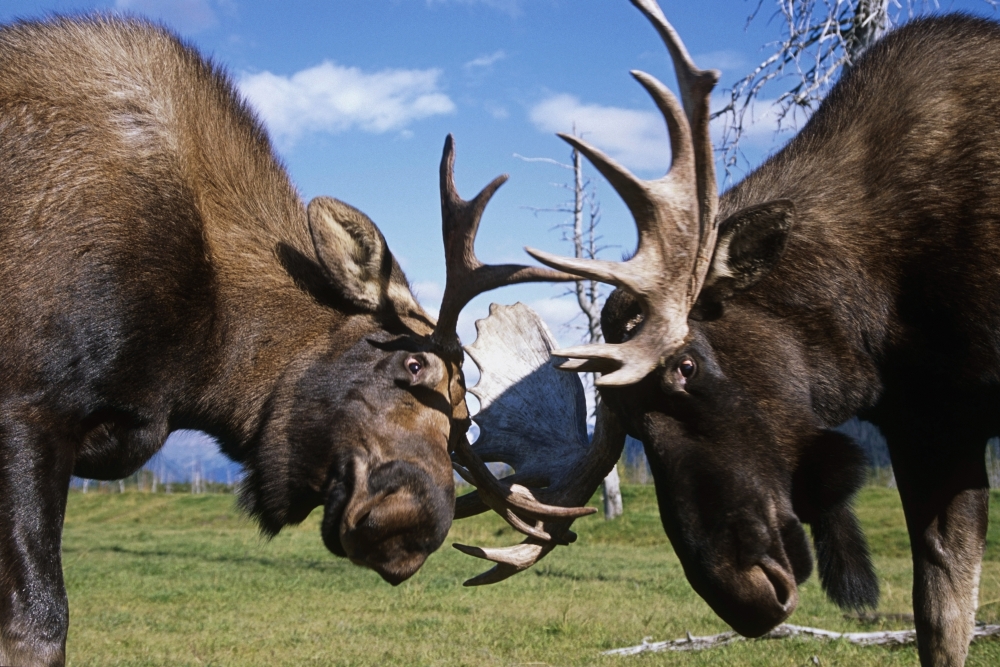 Two Captive Bull Moose Sparring With Each Other At The Alaska Wildlife Conservation Center. Summer In Southcentral Alaska Poster Print, 17 X 11