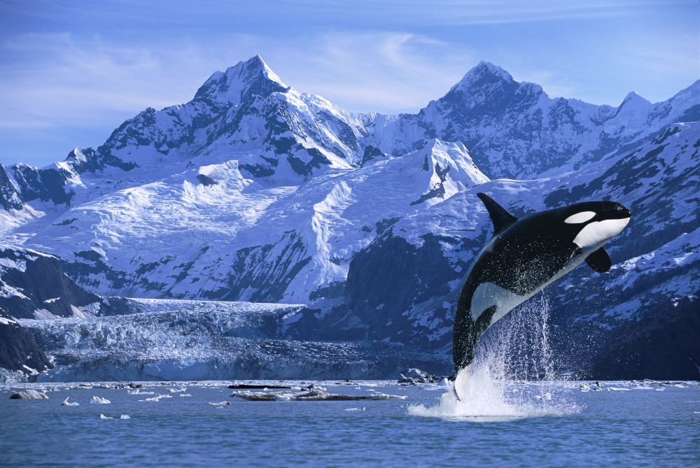 Dpi2103699large Orca Whale Breaching Glacier Bay Composite Se Poster Print, 34 X 22 - Large