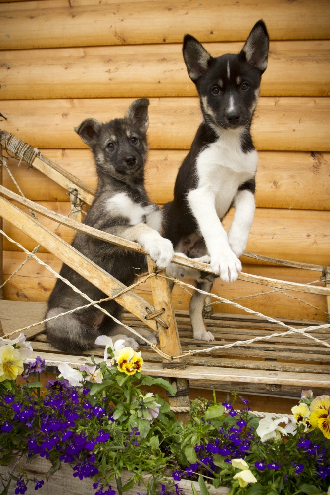 Dpi2166742 Iditarod Alaskan Husky Puppies Pose In Traditional Wooden Sled Alaska Summer Poster Print, 11 X 17