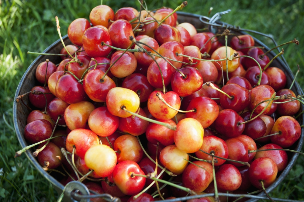 A Bucket Of Ripe Ranier Cherries Are Freshly Picked In The Okanagan - British Columbia Canada Poster Print, 38 X 24 - Large