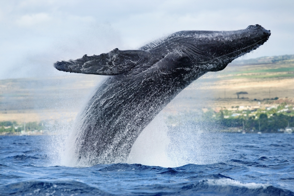 Dpi1976035 Hawaii Maui Humpback Whale Breaching With Island In The Background Poster Print, 19 X 12