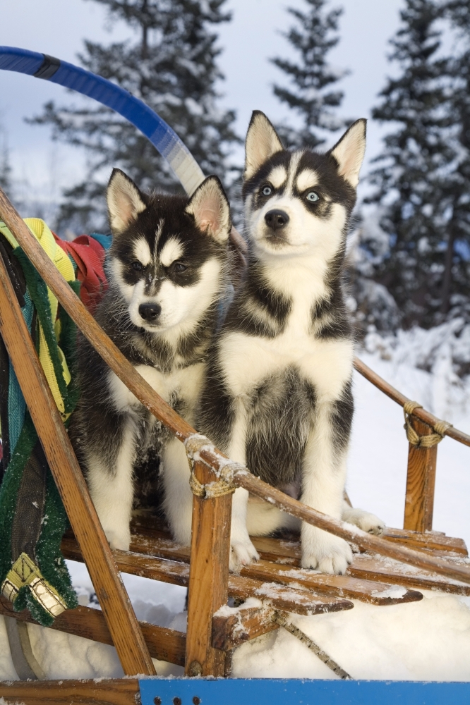 Dpi2101376 Two Siberian Husky Puppies Sitting In Dog Sled In Snow Alaska Poster Print, 11 X 17