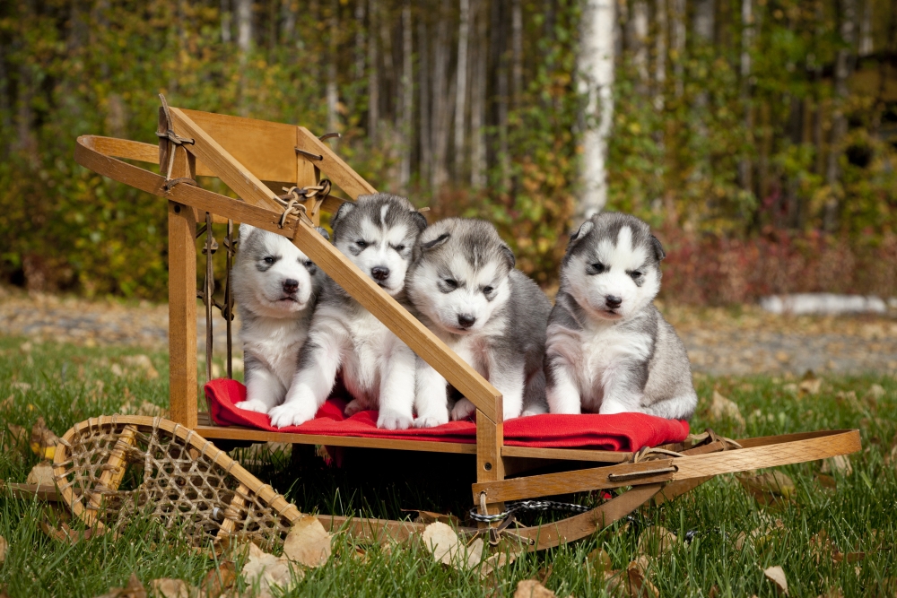 Dpi2166800 Pure-bred Siberian Husky Puppies In Small Wooden Dog Sled Alaska Poster Print, 17 X 11