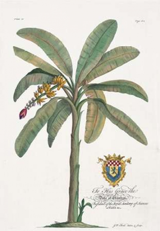 Pdxgde16small Banana Tree Poster Print By Georg Ehret, 10 X 14 - Small