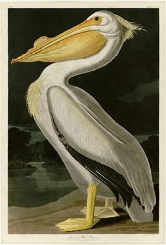 Pdxjja311large American White Pelican Poster Print By John James Audubon, 20 X 28 - Large