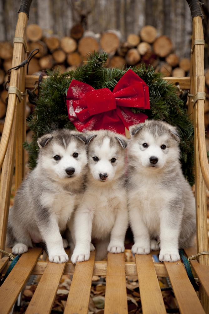 Dpi2097570 Siberian Husky Puppies In Traditional Wooden Dog Sled With Christmas Wreath Alaska Poster Print, 11 X 17