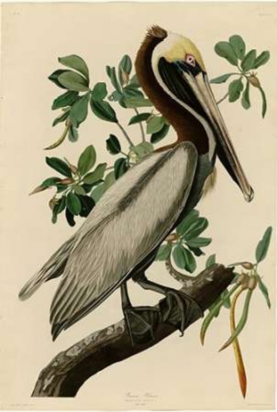 Pdxjja251small Brown Pelican Poster Print By John James Audubon, 10 X 14 - Small