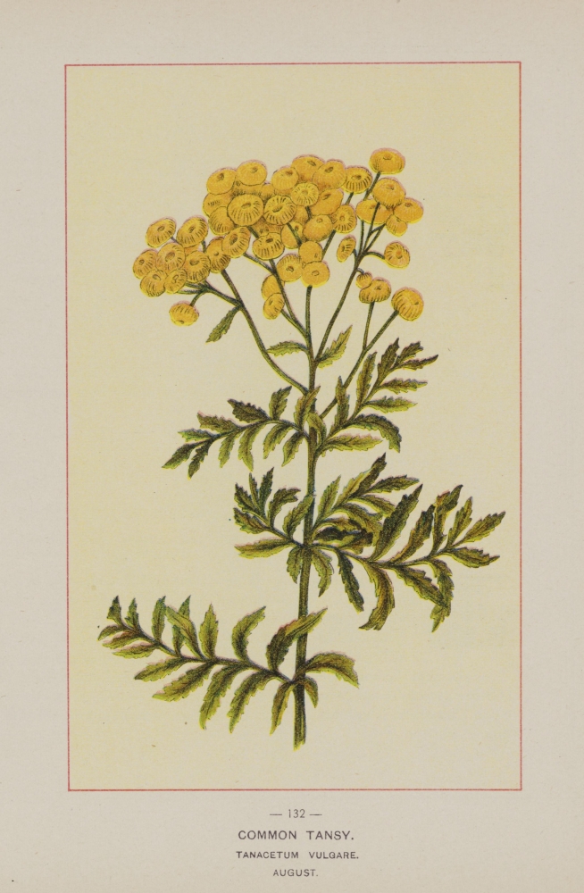 Pphpda71291 Wild Flowers Of America 1894 Common Tansy Poster Print By Unknown, 18 X 24