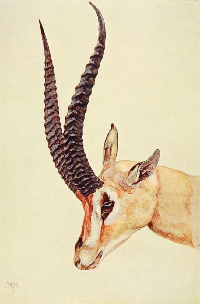 Pphpdp84593 The Uganda Protectorate 1902 Grants Gazelle Poster Print By Sir Harry Johnston, 18 X 24