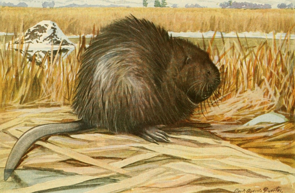 Pphpdp92326 Wild Animals Of N. America 1918 Muskrat Poster Print By L.a. Fuertes, 18 X 24