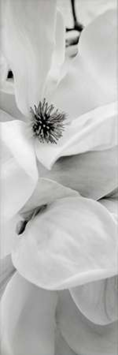 Pdxabfl23small Magnolia - 1 Poster Print By Alan Blaustein, 8 X 24 - Small