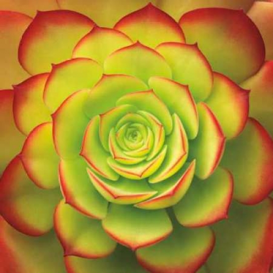 Pdxb2646dsmall Fiery Succulent Poster Print By Jan Bell, 12 X 12 - Small
