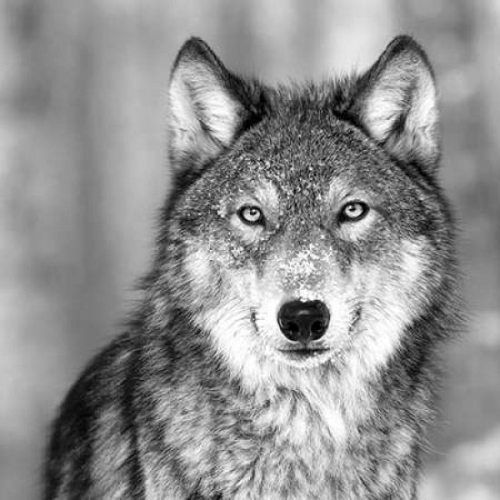 Pdxin321774small Wolf Poster Print By Photoinc Studio, 12 X 12 - Small
