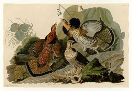 Pdxjja41small Ruffed Grouse Poster Print By John James Audubon, 10 X 14 - Small