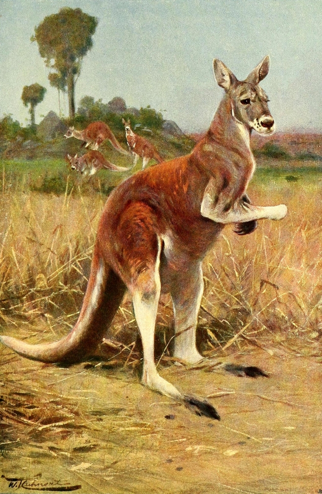 Pphpdp84000 Wild Life Of The World 1916 Red Kangaroo Poster Print By F.w. Kuhnert, 18 X 24