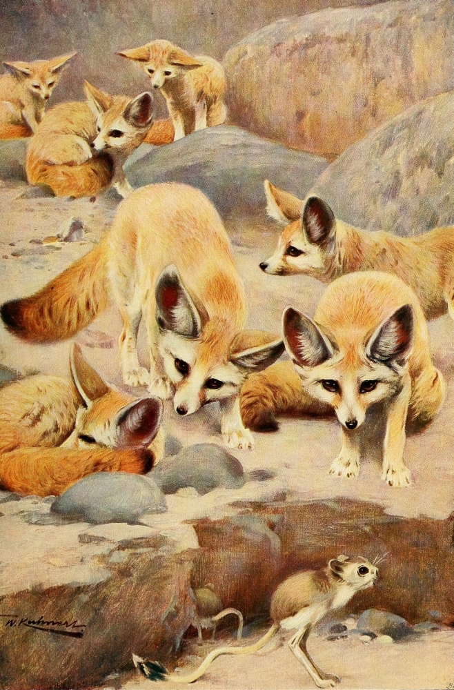 Pphpdp87755 Wild Life Of The World 1916 Fennec Fox & Jerboa Poster Print By Friedrich Wilhelm Kuhnert, 18 X 24