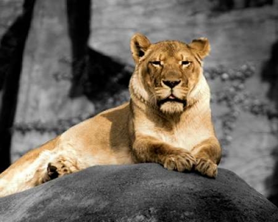 Galaxy Of Graphics Pdx14055large Lioness Poster Print By Kelly Donovan, 24 X 30 - Large