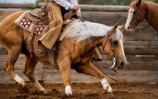 Pdxd975dlarge Cutting Horses Poster Print By Lisa Dearing, 24 X 36 - Large