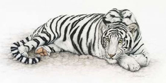 Pdxh500dlarge Siberian Tiger Poster Print By Jan Henderson, 24 X 48 - Large