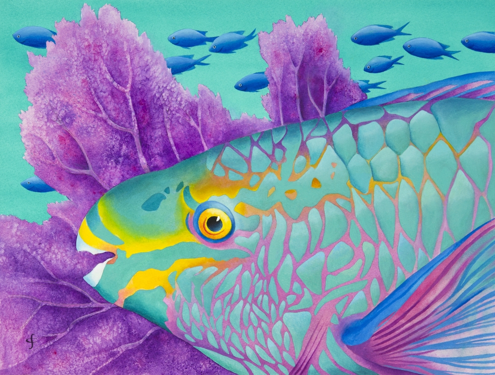 Mgl600045 Parrotfish Poster Print By Carolyn Steele, 16 X 12