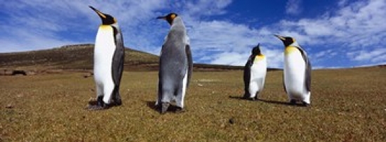Ppi95514s Four King Penguins Standing On A Landscape Falkland Islands, Aptenodytes Patagonicus Poster Print, 18 X 7