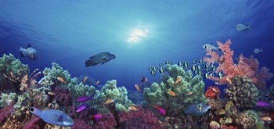 Ppi97041s School Of Fish Swimming Near A Reef Indo-pacific Ocean Poster Print, 12 X 6