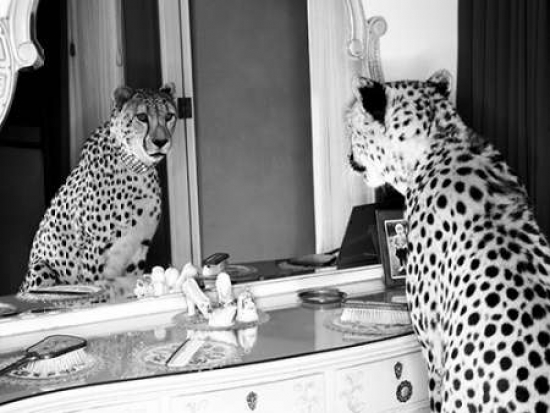 Cheetah Looking In Mirror Poster Print By Emma Rian, 22 X 28 - Large