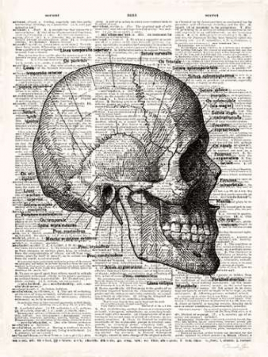 Pdx502jam1216small Vintage Anatomy Skull Poster Print By Christopher James, 9 X 12 - Small