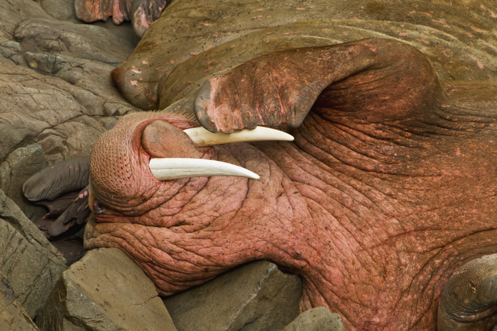 Close Up Of A Pacific Walrus Odobenus Rosmarus Male Hauled Out On A Rocky Poster Print - 38 X 24 In. - Large