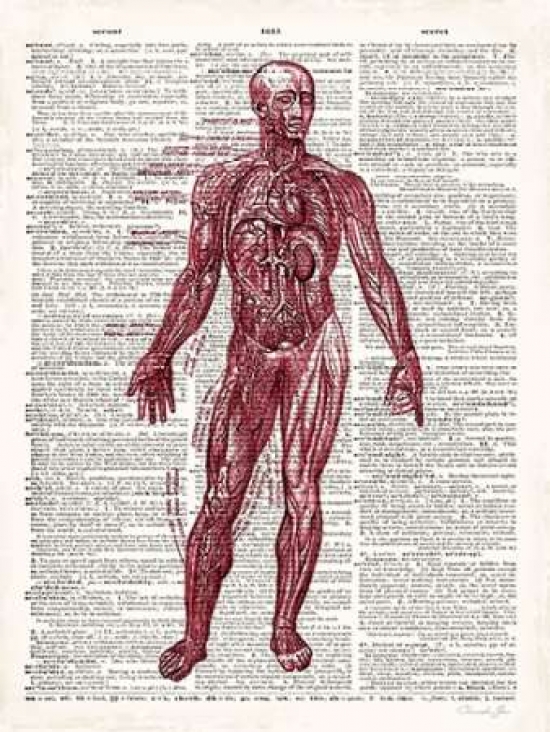 Pdx502jam1218small Vintage Anatomy Book Poster Print By Christopher James, 9 X 12 - Small