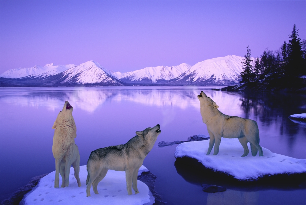 Group Of Howling Wolves Winter Digital Composite Poster Print, 19 X 12