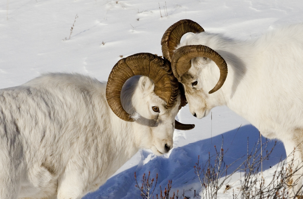Dpi2152883 Two Ram Dall Sheep But Heads Chugach Mountains Southcentral Alaska Winter Poster Print, 17 X 11