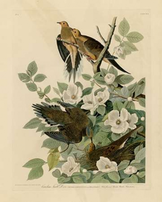 Pdxjja17small Carolina Turtle Dove Poster Print By John James Audubon, 8 X 10 - Small