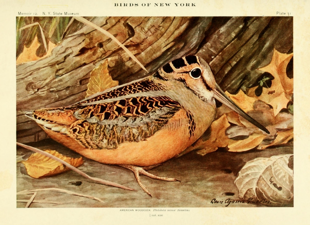 Pphpdp87056 Birds Of Ny 1914 American Woodcock Poster Print By L.a. Fuertes, 18 X 24