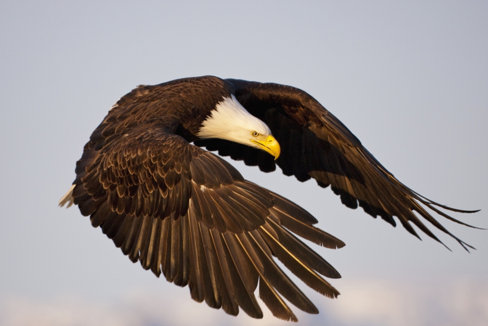 Dpi2094243 Bald Eagle Preparing To Land At Homer Spit Kenai Peninsula Alaska Poster Print, 19 X 12