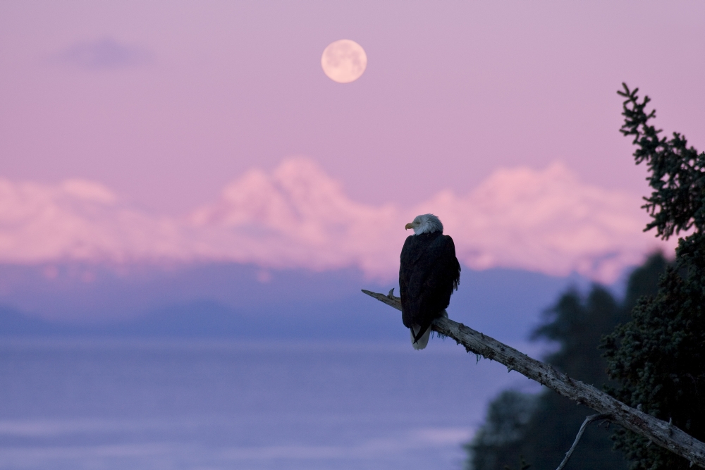 Dpi2160067 A Bald Eagle Perched On A Branch With The Moon Set At Sunrise In The Background Tongass Forest Alaska Composite Poster Print, 18 X 12
